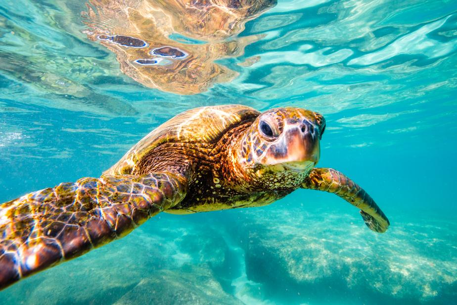 Turtle Friendly Bulbs and Fixtures - Green Lighting Wholesale, INC